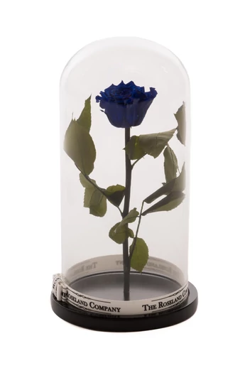 Nagy_Búra_örök_rózsa