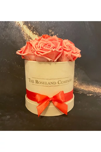 Barack_örök_bézs_mini_henger_doboz